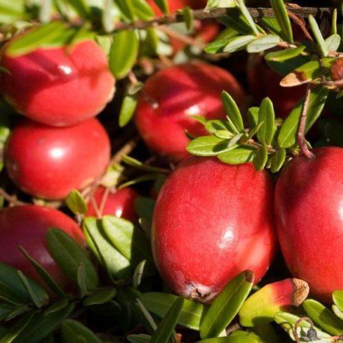 Клюква крупноплодная Стивенс